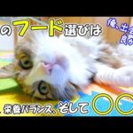 フードテストで猫達の異なる○○が明確になり、より個々に最適なブランド選びや給餌方法を確立する事が出来ました🍚🐈【尿ケアフードトーナメント後編】(YouTube)