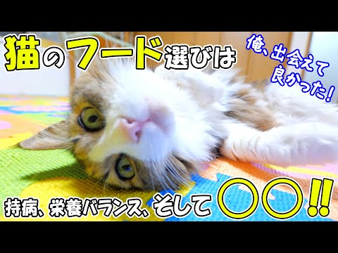 フードテストで猫達の異なる○○が明確になり、より個々に最適なブランド選びや給餌方法を確立する事が出来ました🍚🐈【尿ケアフードトーナメント後編】(YouTube)