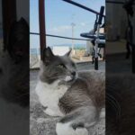 頭を撫でるとすぐにゴロンゴロン寝転がる港の猫がかわい過ぎる(YouTube)