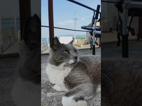 頭を撫でるとすぐにゴロンゴロン寝転がる港の猫がかわい過ぎる(YouTube)
