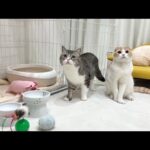 我が家に新入り猫が来ることになりました。(YouTube)