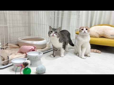 我が家に新入り猫が来ることになりました。(YouTube)