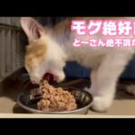 モグ絶好調ですがと～さん絶不調    2025 08 02 1(YouTube)