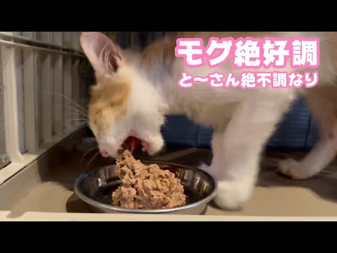 モグ絶好調ですがと～さん絶不調    2025 08 02 1(YouTube)