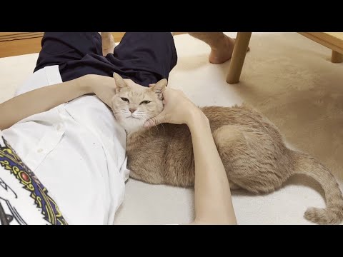 息子には寄り添う系女子になる乙女な猫(YouTube)