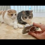 怪我してたところを拾われた新入り猫を初めて先住猫たちに見せてみたらこうなっちゃいました…笑(YouTube)