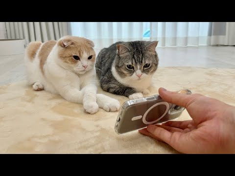 怪我してたところを拾われた新入り猫を初めて先住猫たちに見せてみたらこうなっちゃいました…笑(YouTube)