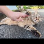 橋を渡ると、仲良しキジ猫コンビがモフられに出てきた(YouTube)