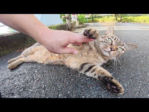 橋を渡ると、仲良しキジ猫コンビがモフられに出てきた(YouTube)