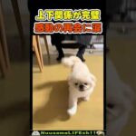 犬と感動の再会で飼い主が涙目😂【スルー犬】 #犬(YouTube)