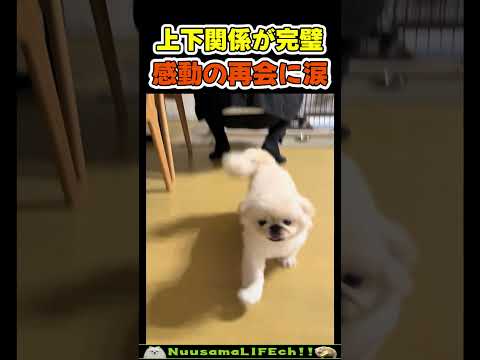 犬と感動の再会で飼い主が涙目😂【スルー犬】 #犬(YouTube)
