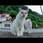 人慣れしてない白猫軍団、λ模様の猫の後ろに隠れてモジモジする姿が可愛すぎる(YouTube)