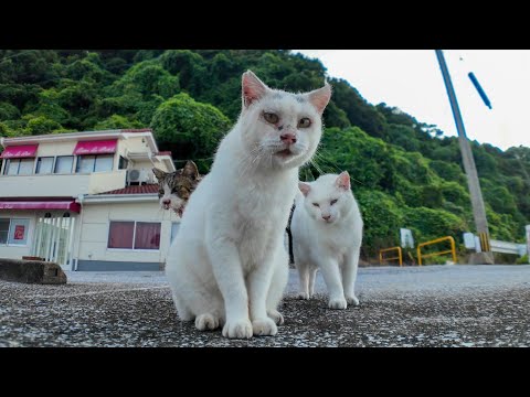 人慣れしてない白猫軍団、λ模様の猫の後ろに隠れてモジモジする姿が可愛すぎる(YouTube)