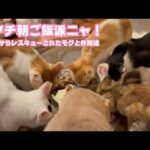 アタチ朝ご飯派にゃのよ！  泥の中からレスキューされたモグと仲間達   2025 08 16 1(YouTube)