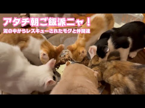 アタチ朝ご飯派にゃのよ！  泥の中からレスキューされたモグと仲間達   2025 08 16 1(YouTube)
