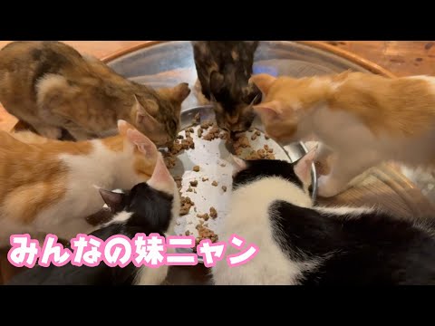 みんなの妹ニャン  仲良くしようニャ   2025 08 18 1(YouTube)