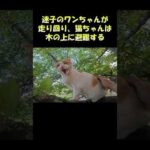 迷子のワンちゃんが走り回り、猫ちゃんは木の上に避難する #猫 #cat #ねこ(YouTube)