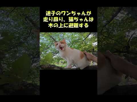 迷子のワンちゃんが走り回り、猫ちゃんは木の上に避難する #猫 #cat #ねこ(YouTube)
