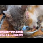 ママのご飯はアタチのご飯ニャ！  泥の中からレスキューされたモグ   2025 08 11 2(YouTube)