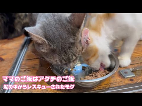 ママのご飯はアタチのご飯ニャ！  泥の中からレスキューされたモグ   2025 08 11 2(YouTube)