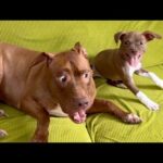 家族増えました!!ピットブルの子犬迎えました。(YouTube)