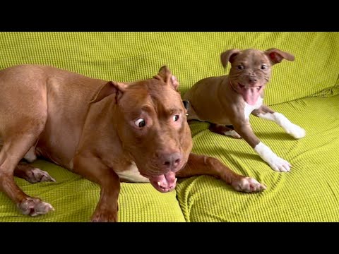 家族増えました!!ピットブルの子犬迎えました。(YouTube)