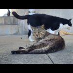 感動猫動画 のライブ配信(YouTube)