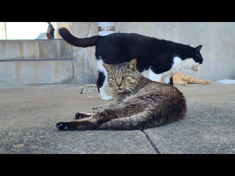 感動猫動画 のライブ配信(YouTube)