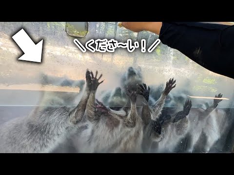 視聴者さまからいただいたフルーツが美味しすぎてアライグマに大人気www(YouTube)