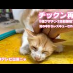 恐怖のチックン再びwww  今夜はTV出演  泥の中からレスキューされたモグと家族たち   2025 08 13 2(YouTube)