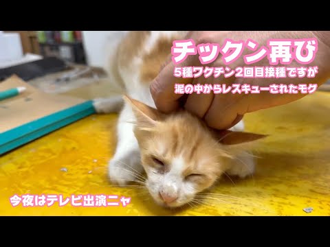 恐怖のチックン再びwww  今夜はTV出演  泥の中からレスキューされたモグと家族たち   2025 08 13 2(YouTube)