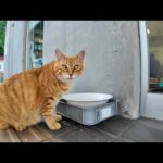 切符売り場でごはん食べてる猫ちゃん可愛すぎた件🐾🚢(YouTube)