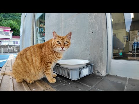 切符売り場でごはん食べてる猫ちゃん可愛すぎた件🐾🚢(YouTube)