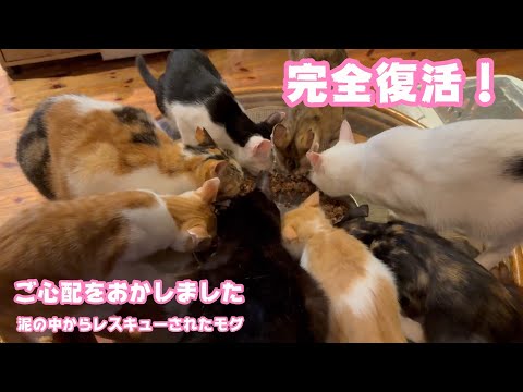 完全復活！ご心配をおかけしました  絶賛里親様募集中の泥の中からレスキューされたモグ   2025 08 24 1(YouTube)