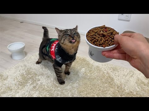 怪我してた猫を連れて帰って好きなだけご飯を食べさせてあげたら嬉しくてこうなっちゃいました…(YouTube)