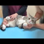病院の注射が大嫌いな猫が診察台で震えてこうなっちゃいました…(YouTube)