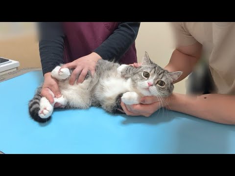 病院の注射が大嫌いな猫が診察台で震えてこうなっちゃいました…(YouTube)