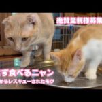 残さず食べるニャン  泥の中からレスキューされたモグ  絶賛里親様募集中！　2025 08 14 2(YouTube)