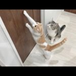 怪我してた猫を家に連れて帰ってきたら鳴き声を聞いた先住猫たちがこうなっちゃいました…(YouTube)