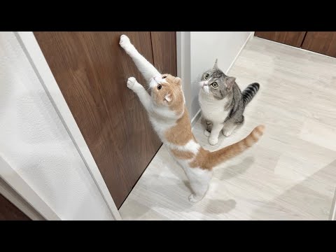 怪我してた猫を家に連れて帰ってきたら鳴き声を聞いた先住猫たちがこうなっちゃいました…(YouTube)