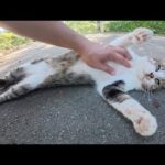 尻尾が長いキジシロ猫ちゃんがヘソ天ポーズになって甘えてきた(YouTube)