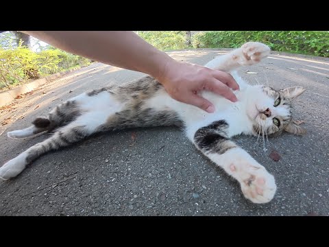 尻尾が長いキジシロ猫ちゃんがヘソ天ポーズになって甘えてきた(YouTube)