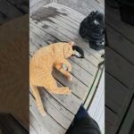 茶トラ猫のお気に入りの石を取ろうとしたら逆にマイクをパクられた #猫 #cat #ねこ(YouTube)