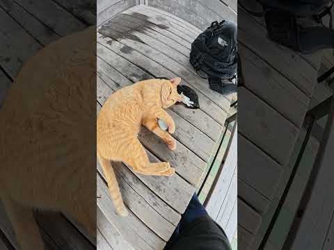 茶トラ猫のお気に入りの石を取ろうとしたら逆にマイクをパクられた #猫 #cat #ねこ(YouTube)