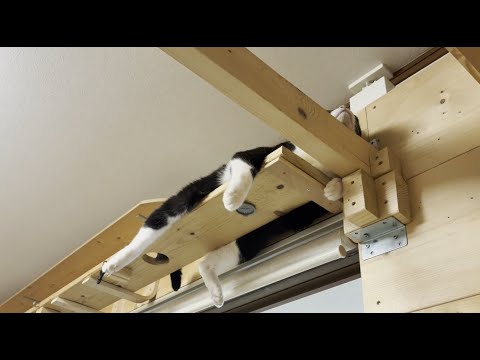 ビックリするぐらい急に休眠モードになる猫(YouTube)