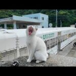 防波堤によく喋る猫ちゃんがいました(YouTube)