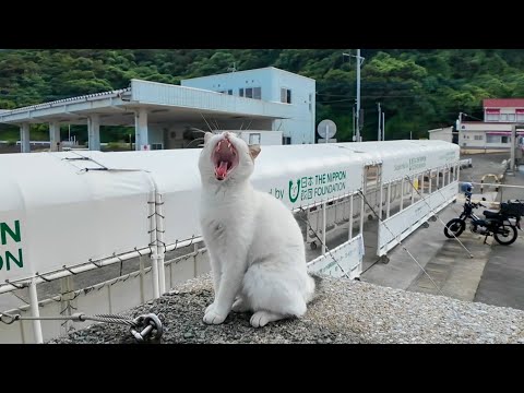 防波堤によく喋る猫ちゃんがいました(YouTube)