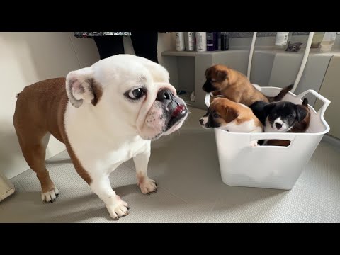【生後２ヶ月】初めてのシャンプーに戦々恐々で固まってしまう５匹の子犬達をまるこが励ます回(YouTube)