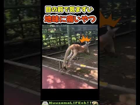 お姉さんの前でずっこけて恥ずかしそうw【おもしろ動物】 #funny(YouTube)