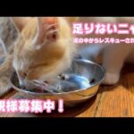 朝ご飯足りないニャン  泥の中からレスキューされたモグ  里親様募集中ですよ～！   2025 08 17 1(YouTube)